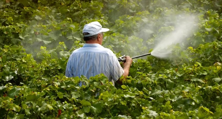 Aplicação de agrotóxicos sem o uso de equipamento de proteção
Imagem: Getty Images/iStockphoto