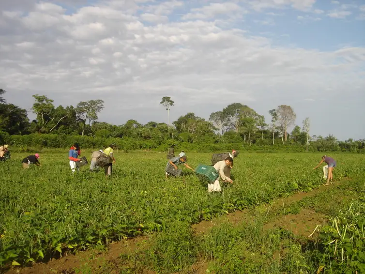 Emanuel Cavalcante/Divulgação Embrapa Amapá Agricultores familiares fazem colheita manual de feijão-caupi